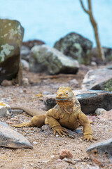 Endemic Santa Fe land iguana (Conolophus pallidus) portrait, Santa Fe island, Galapagos national park, Ecuador.