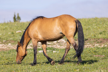Wild Horse in the Pryor Mountains Montana in Summer