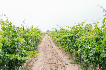 Fototapeta na wymiar Vines on a vineyard, a road between plants, green leaves