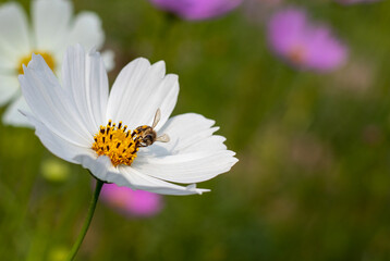 Obraz premium A common bee is collecting honey from a white cosmos flower