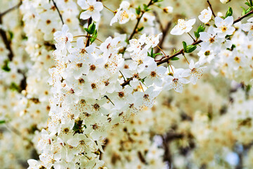 Lovely delicate white flowers of spring fruit trees. Future delicious fruits
