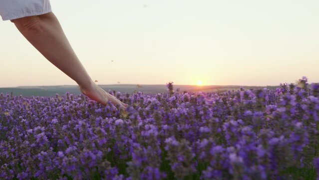 Hand woman tenderly holds lavender flowers flying butterflies summer sunset slow motion slide back. Slide field of large blooming of lavender flowers. Sun's rays are purple plant Relax. Aromatherapy