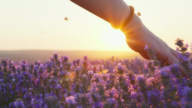 Hand woman tenderly holds lavender flowers flying butterflies summer sunset slow motion slide back. Slide field of large blooming of lavender flowers. Sun's rays are purple plant Relax. Aromatherapy
