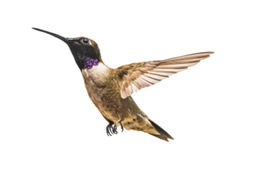 Black-chinned Hummingbird (Archilochus alexandri) Photo, in Flight on a Transparent Background