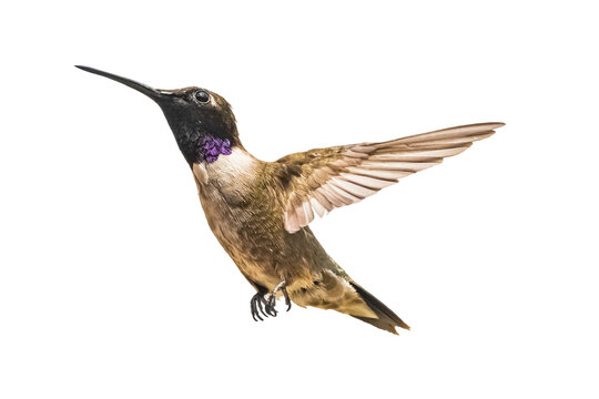 Black-chinned Hummingbird (Archilochus alexandri) Photo, in Flight on a Transparent Background - Powered by Adobe