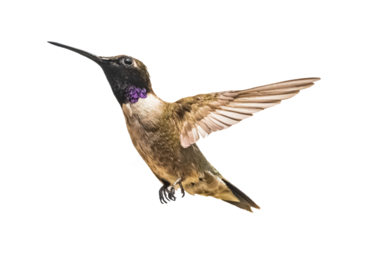 Black-chinned Hummingbird (Archilochus alexandri) Photo, in Flight on a Transparent Background