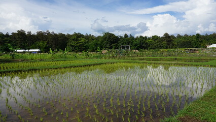 Beautiful rice fields with morning light