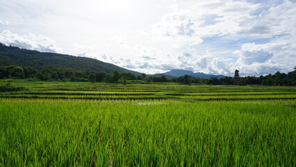 Obraz premium Beautiful rice fields with morning light
