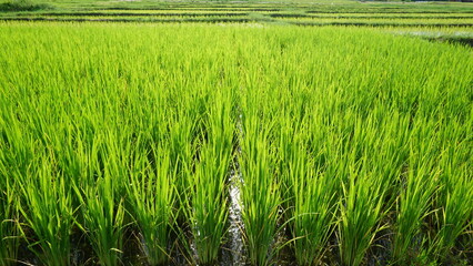 Beautiful rice fields with morning light