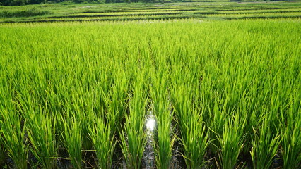 Beautiful rice fields with morning light