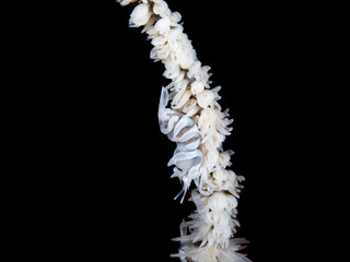 Close up of a whip coral shrimp