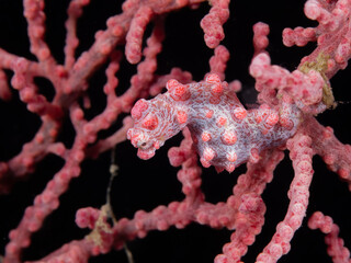 Bargibanty pygmy seahorse © Dominik Plieseis 