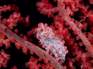 Pygmy Seahorse - Bargibanti © Dominik Plieseis 