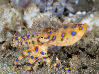 Bluering octopus