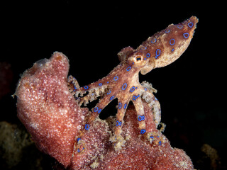 Bluering octopus on the coral © Dominik Plieseis 