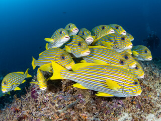 Group of Sweetlips