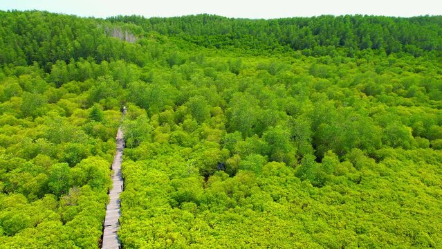 Dense mangroves and wooden walkways from an aerial view, The mangrove trees play a vital role in capturing carbon dioxide and mitigating the effects of climate change. ecological concepts. Thailand
