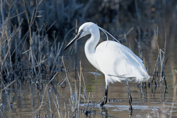 Aigrette garzette