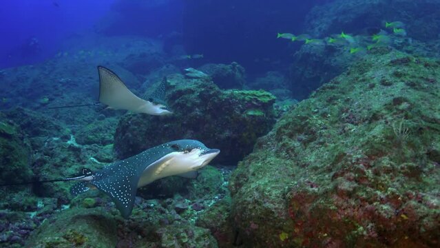Pair black-spotted stingray swims through underwater current on ocean floor. Black-spotted Stingray is unique species of ray found in ocean, easily recognizable by its distinctive tail.