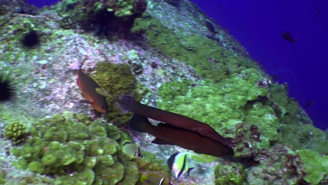 Close-up of flute fish sucking on back of another fish. Fistularia tabacaria tobacco pipefish, is species of marine fish. with its distinctive, elongated body shape that resembles a pipe or straw.