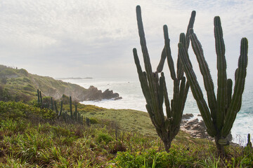 Paisaje de el mar y rocas en las costas de méxico. Zona costera con cactus.