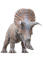 triceratops is coming on white background © DM7