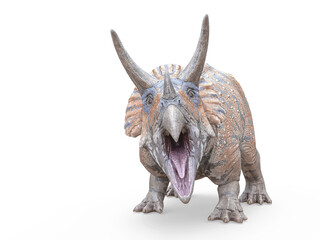 triceratops is angry on white background