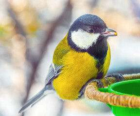 The great titmouse is sitting on the bird feeder. Close-up