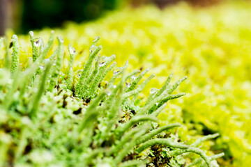 Dew drops on lichen in the forest