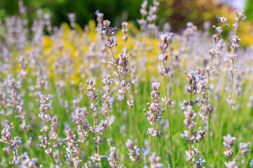 Lavender in the city flower bed. Flowers in an urban environment. Background, selective focus