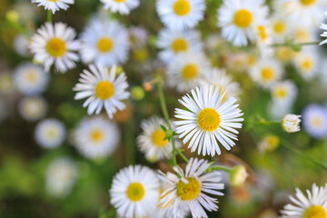 Fototapeta premium Wild field flowers, autumn daisies in the forest. Background, selective focus