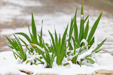 City flowerbed in the snow. Winter background, selective focus