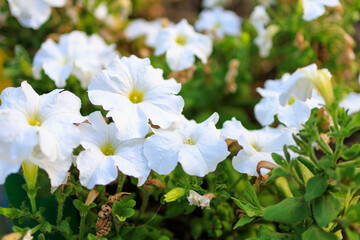 Petunia in the city flower bed. Flowers in an urban environment. Background, selective focus