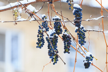 Bunches of grapes covered with snow on frosty cold winter day