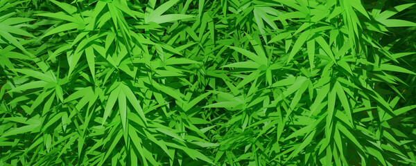 a wide background with cannabis leaves