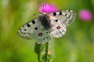Apollo Butterfly - Parnassius apollo, beautiful iconic endangered butterfly from Europe. White butterfly decorated with large black spots and red eye spots in the natural environment.