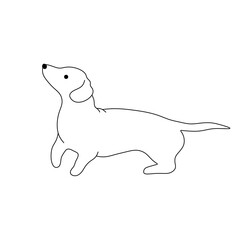 Vector isolated one cute cartoon dachshund side view colorless black and white contour line easy drawing