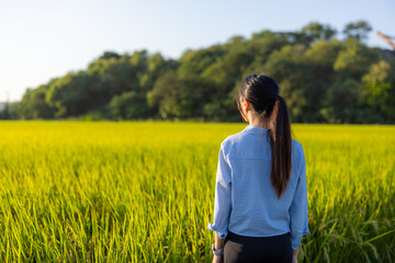 Woman look at the paddy rice field