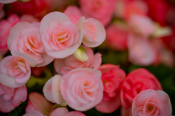 Arranjo floral lindo