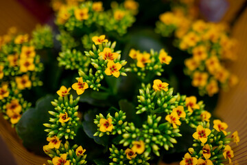 Arranjo floral colorido