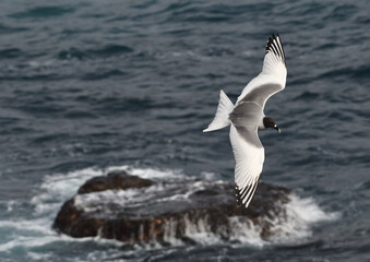 Fototapeta na wymiar Swallow-tailed Gull flying over island, Galapagos
