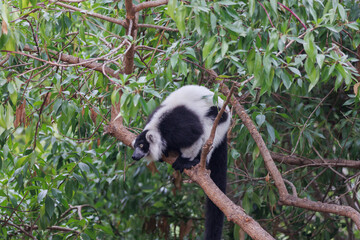 Lemur with Black and White Fur above a Tree Branch