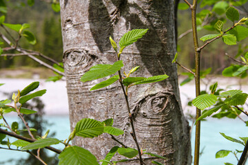 Obraz premium Hainbuche_6122