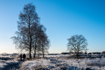 Trees in snow covered field in nature resrve.  Two gigures walking along path. East Dunbartonshire, Glasgow. 