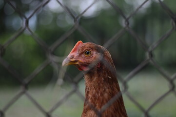 Close up of a hen