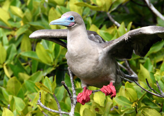 Red-footed Booby, wings spread, in tree, Galapagos
