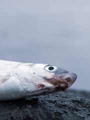 Dead fish lying on stone in front of water