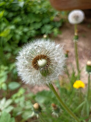 Close up view of fluffy dandelion on blurred green background .