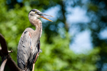 Great Blue Heron standing on a tree branch over a marsh. 