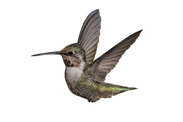 Costa's Hummingbird (Calypte costae) Photo, in Flight on a Transparent Isolated PNG Background